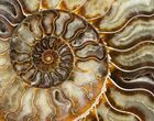 Split Ammonite Half - Agatized #12459-1